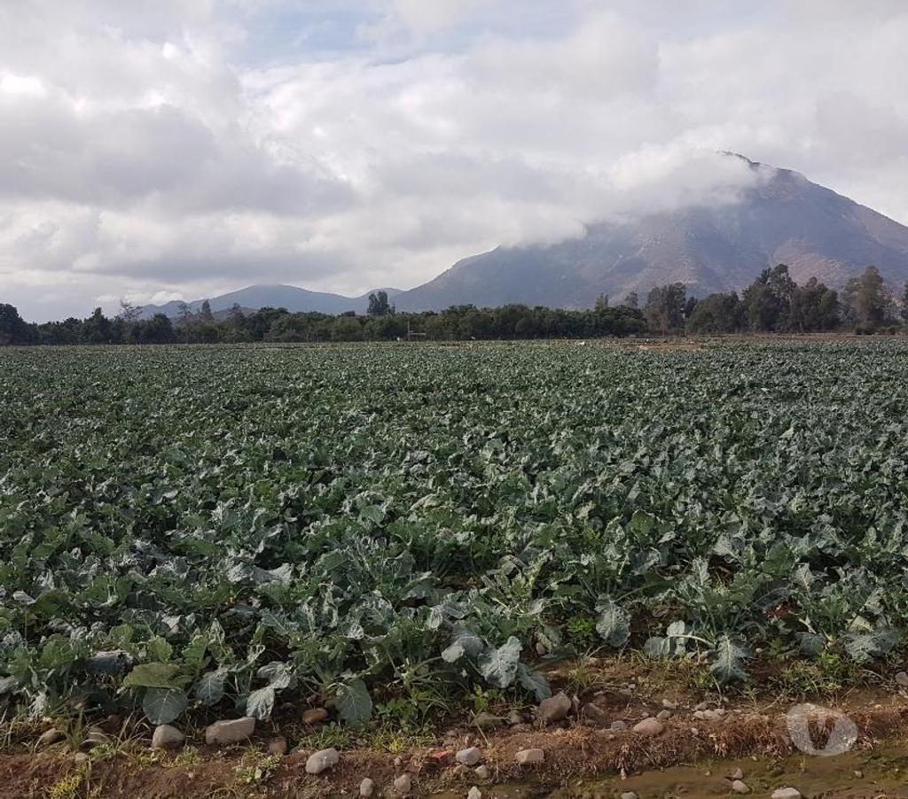 Bienes Raices Maipo Paine - Fotos de Venta Parcela 4,59 hectáreas, Águila Norte.