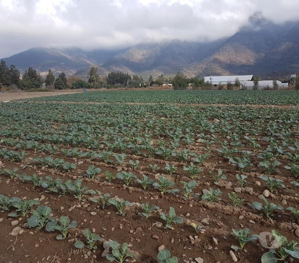 Bienes Raices Maipo Paine - Fotos de Venta Parcela 4,59 hectáreas, Águila Norte.