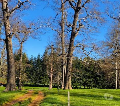 Campos-Fundos-Haciendas Osorno Osorno - Fotos de Excepcional campo ganadero de 98,23 hectáreas en Osorno