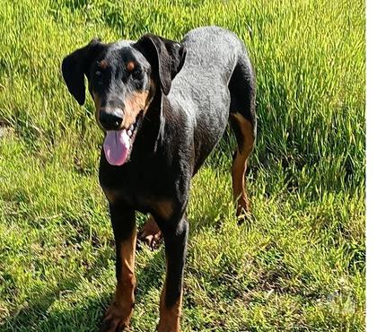 Mascotas en Venta Talca Talca - Fotos de Doberman macho 4.5 meses .