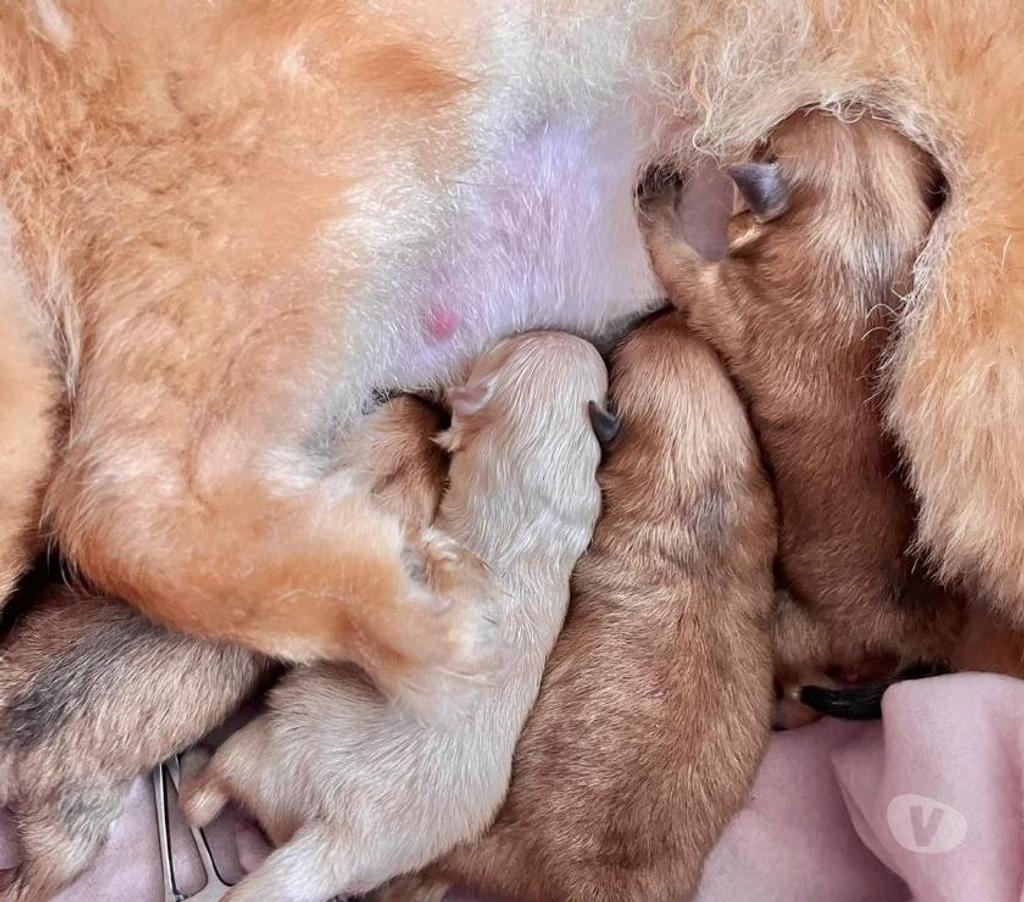 Gatos en Venta Llanquihue Puerto Montt - Fotos de Hermosas Cachorritas Pomerania Inscritas $1.200.000