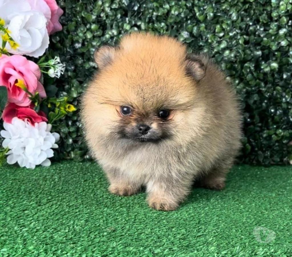 Gatos en Venta Llanquihue Puerto Montt - Fotos de Hermosas Cachorritas Pomerania Inscritas $1.200.000