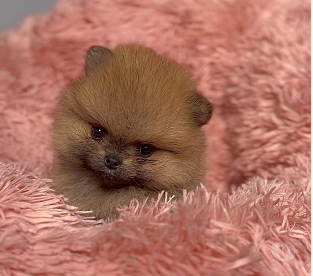 Gatos en Venta Llanquihue Puerto Montt - Fotos de Hermosas Cachorritas Pomerania Inscritas $1.200.000