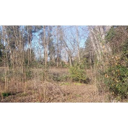 Terrenos en Venta Colbún Linares - Fotos de Linda parcela de 1 hectárea con bosque de eucaliptus