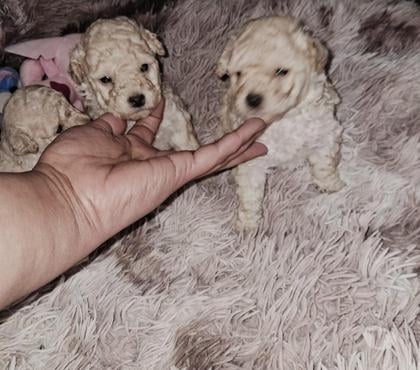Mascotas en Venta Buin Maipo - Fotos de Poodle toy 1 mes de vida