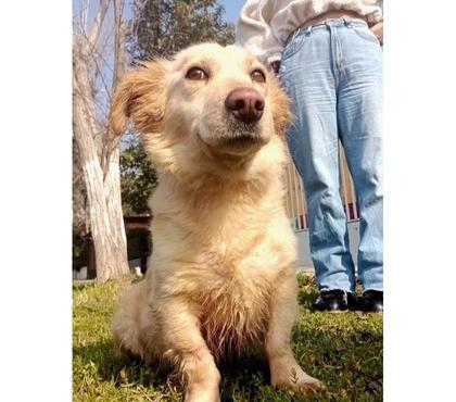 Mascotas Adopción Santiago Santiago - Fotos de JOURI-MOCCA: Hija de Corgi Galés