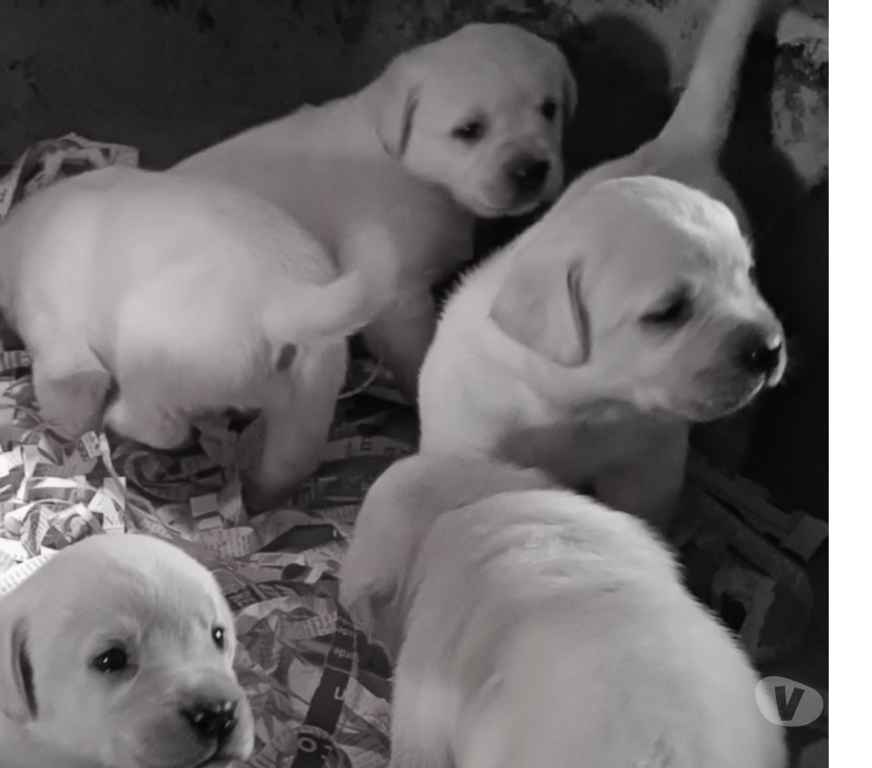 Gatos en Venta Santiago Lo Barnechea - Fotos de Cachorros Labrador Retriever