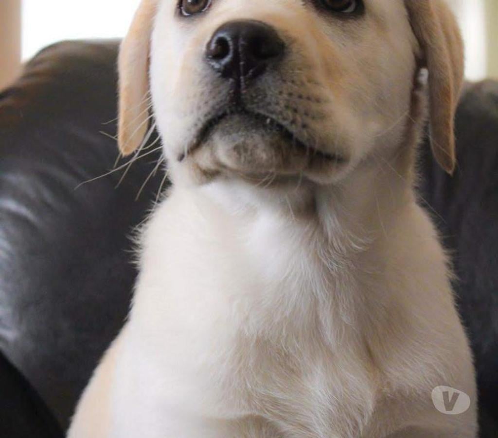 Gatos en Venta Santiago Lo Barnechea - Fotos de Cachorros Labrador Retriever
