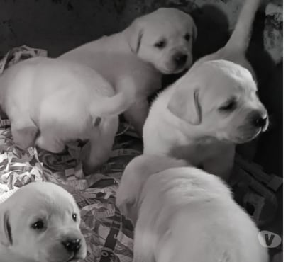 Venta de Mascotas Lo Barnechea Santiago - Fotos de Cachorros Labrador Retriever