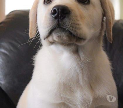 Venta de Mascotas Lo Barnechea Santiago - Fotos de Cachorros Labrador Retriever