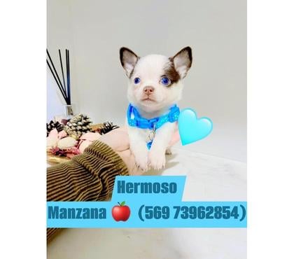 Venta de Mascotas La Cisterna Santiago - Fotos de Hermos@s chihuahuas línea mini manzanita
