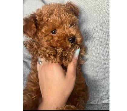 Perros en Venta Recoleta Santiago - Fotos de Hermoso minitoy rojo