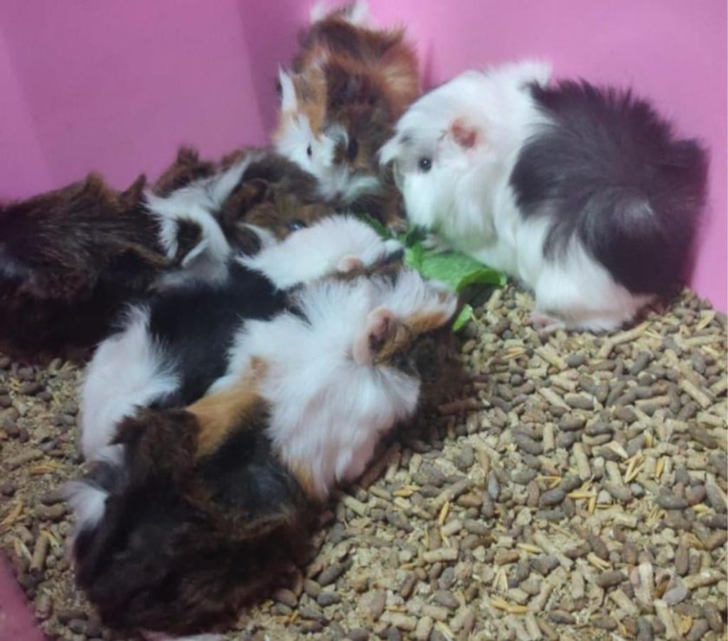 Gatos en Venta Ñuble Chillán - Fotos de vendo cuyes de todos los colores