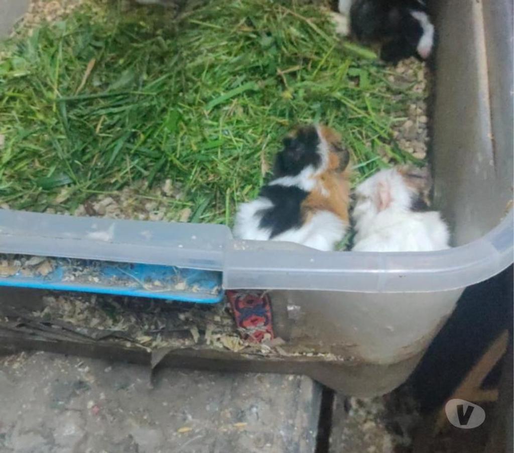 Gatos en Venta Ñuble Chillán - Fotos de vendo cuyes de todos los colores