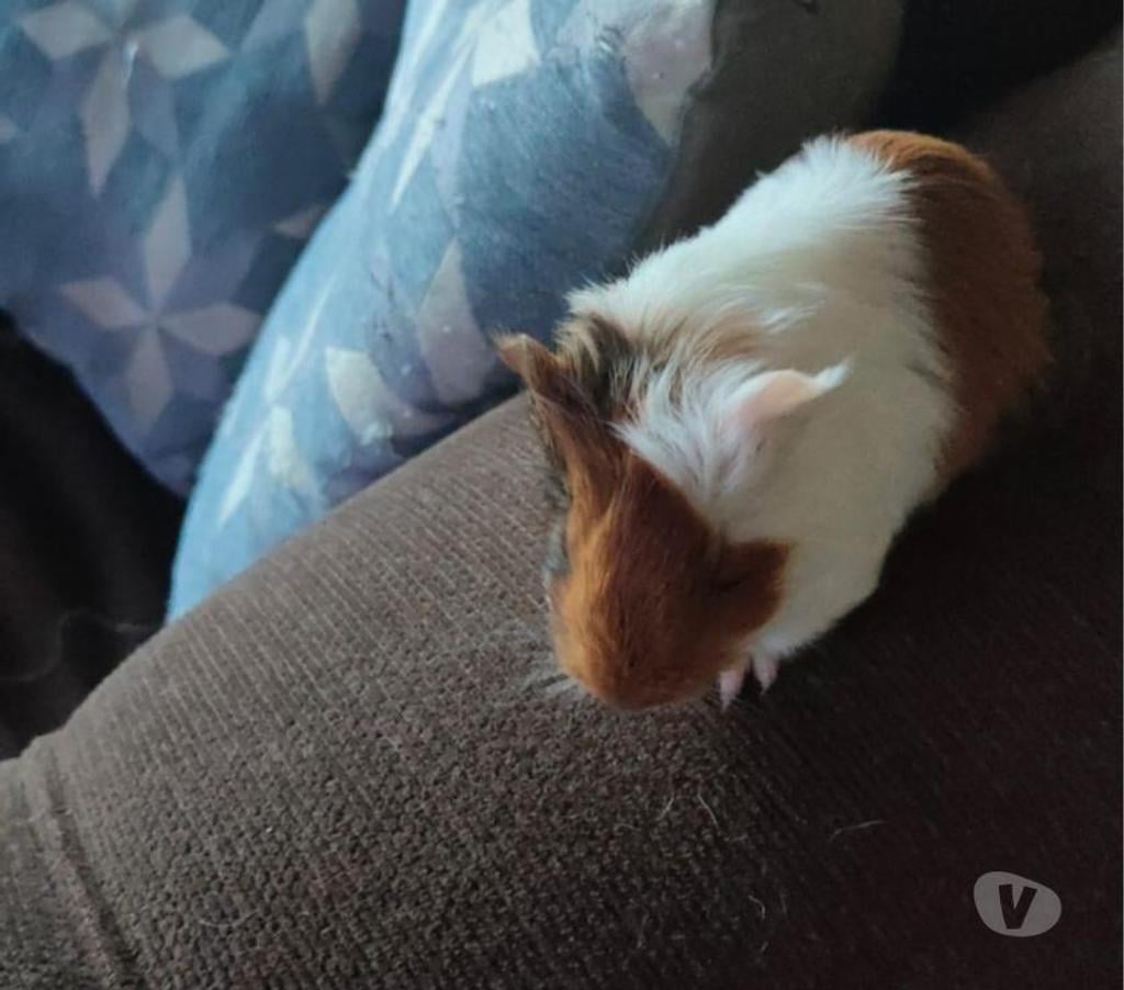 Gatos en Venta Ñuble Chillán - Fotos de vendo cuyes de todos los colores