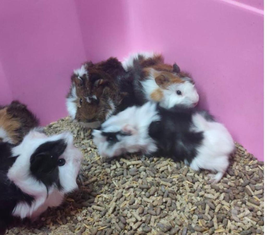 Gatos en Venta Ñuble Chillán - Fotos de vendo cuyes de todos los colores