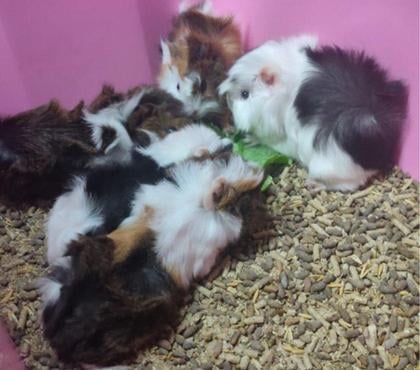 Venta de Mascotas Chillán Ñuble - Fotos de vendo cuyes de todos los colores