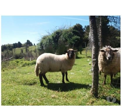 Terrenos en Venta Quellón Chiloé - Fotos de Vende 7,57hás isla Cailín, casa, luz etc