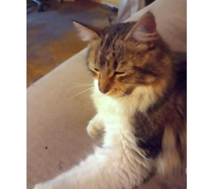 Adopción ed Animales Santiago Santiago - Fotos de FÉLIX, gatito 8 meses