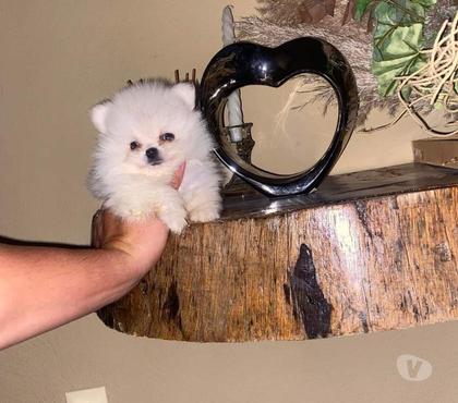 Perros en Venta Villarrica Cautín - Fotos de Hermosa camada pomerania inscrita microtoy
