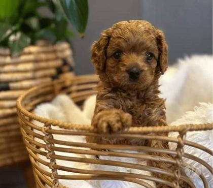 Mascotas en Venta Villarrica Cautín - Fotos de Poodle rojo mini