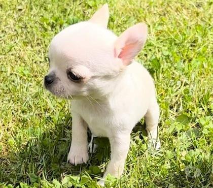 Mascotas en Venta Villarrica Cautín - Fotos de Chihuahua minitoy