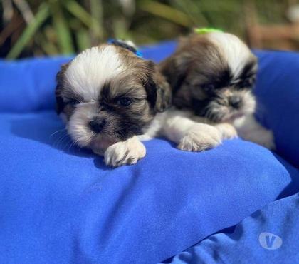 Perros en Venta Villarrica Cautín - Fotos de ShihTzu minitoy