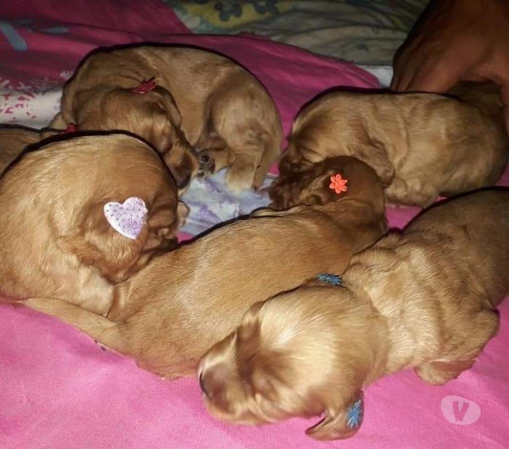 Gatos en Venta Cautín Villarrica - Fotos de Bellos cocker Spaniel