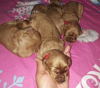 Mascotas en Venta Villarrica Cautín - Fotos de Bellos cocker Spaniel
