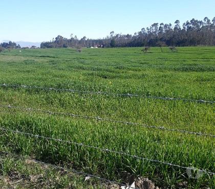 Terrenos en Venta Litueche Cardenal Caro - Fotos de VENDO PARCELA 5000 MTS2 EN LITUECHE VI REGION