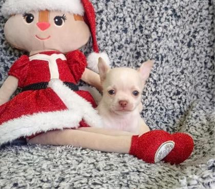 Venta de Mascotas La Pintana Santiago - Fotos de Chihuahua mini hembra y macho