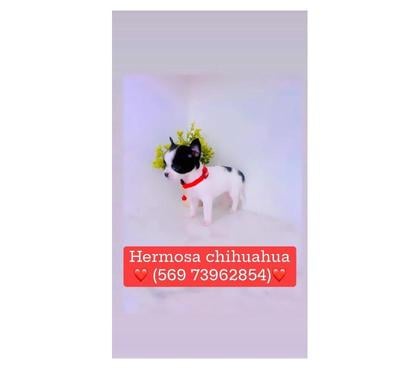 Venta de Mascotas La Cisterna Santiago - Fotos de Hermosa chihuahua manzanita