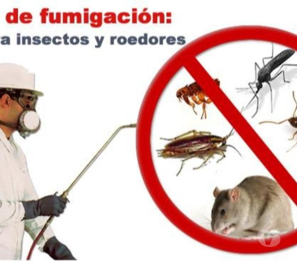 Otros Servicios Valparaíso Puchuncaví - Fotos de Termitas Fumigaciónes Cachagua 945144670
