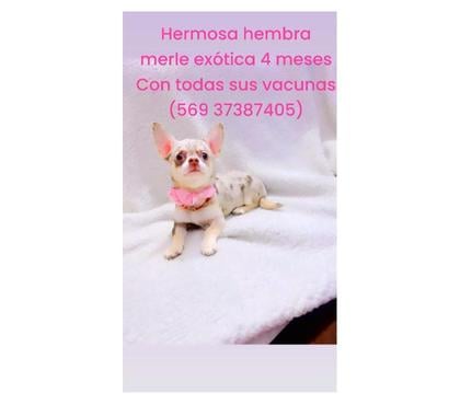 Mascotas en Venta La Cisterna Santiago - Fotos de Hermosa hembra exótica