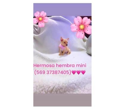 Gatos en Venta La Cisterna Santiago - Fotos de Hermosas chihuahuas miniatura manzanitas