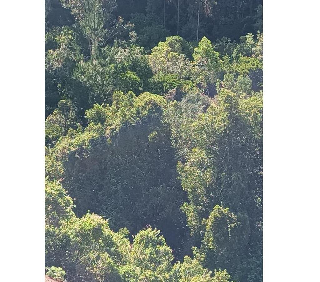 Parcelas en Venta Ñuble Cobquecura - Fotos de AL MAR, SERICHE, COBQUECURA