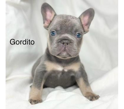 Mascotas en Venta Santiago Santiago - Fotos de Bulldog Inglés y Francés wsp +56 9 4117 6358