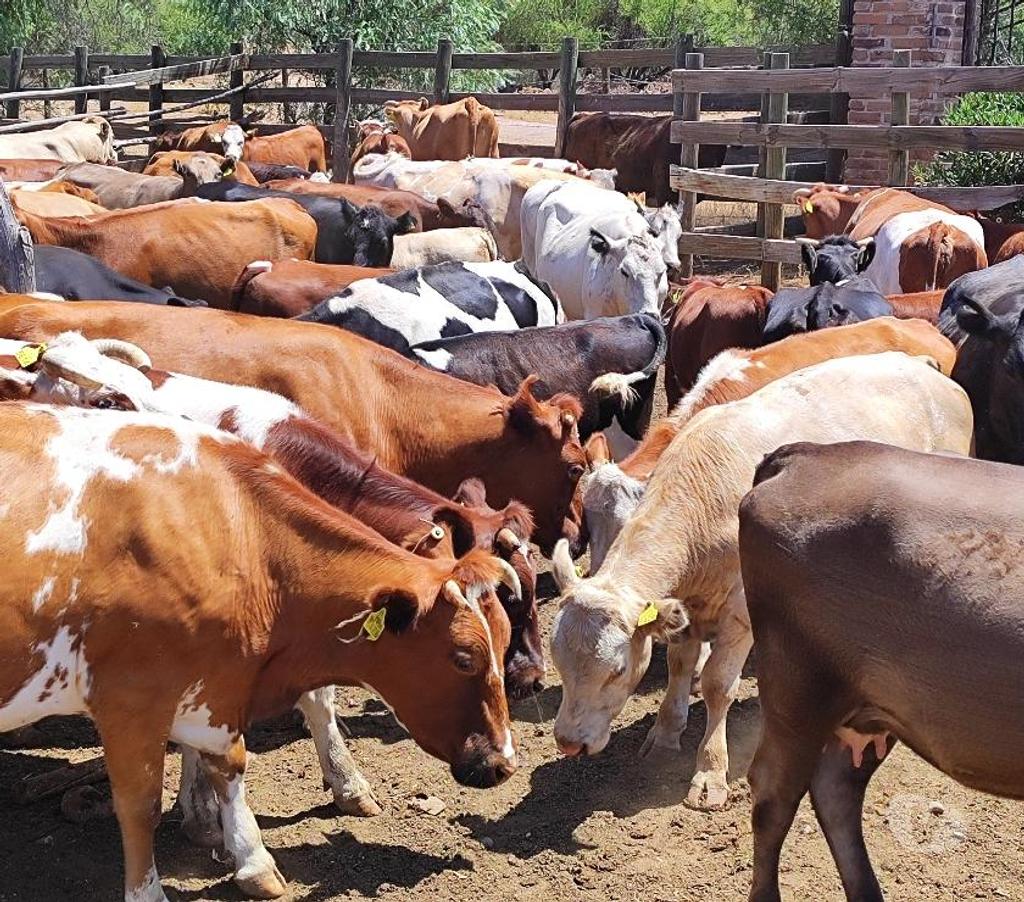 Venta de Haciendas Chacabuco Tiltil - Fotos de Arriendo Fundo Ganaderia