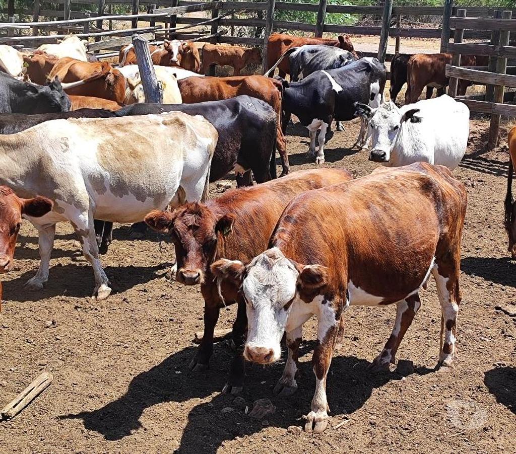 Venta de Haciendas Chacabuco Tiltil - Fotos de Arriendo Fundo Ganaderia