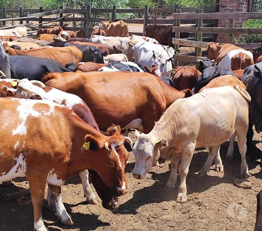 Venta de Haciendas Chacabuco Tiltil - Fotos de Arriendo Fundo Ganaderia
