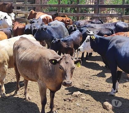 Venta de Fundos Tiltil Chacabuco - Fotos de Arriendo Fundo Ganaderia