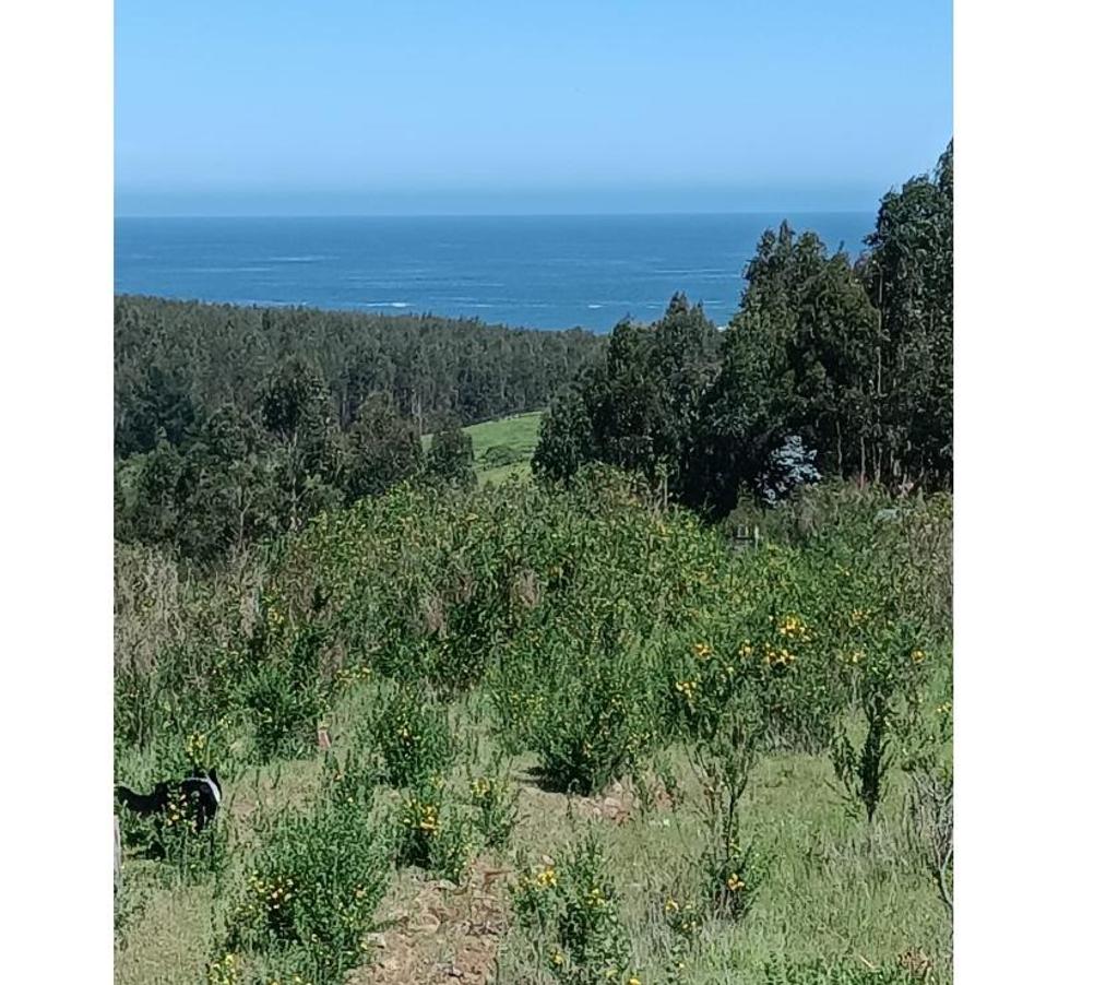 Parcelas en Venta Ñuble Cobquecura - Fotos de PAIHUEN, NEGUINTO, COBQUECURA.