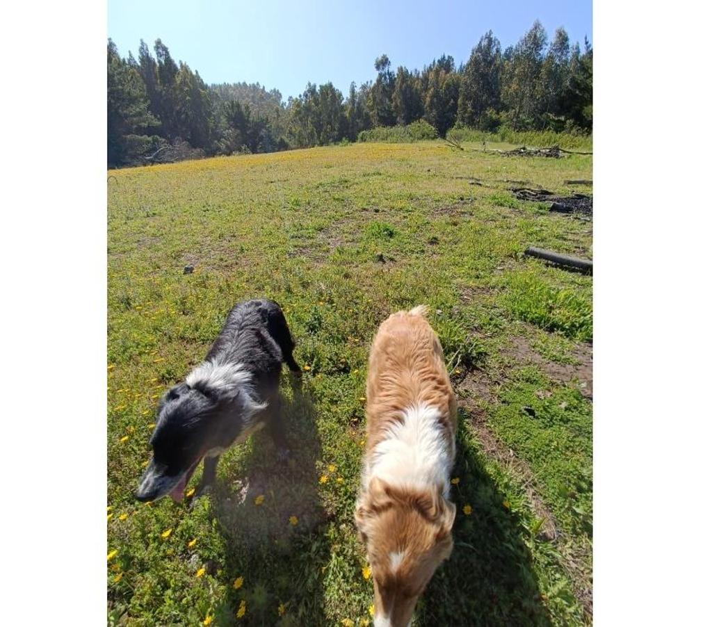 Parcelas en Venta Ñuble Cobquecura - Fotos de PAIHUEN, NEGUINTO, COBQUECURA.