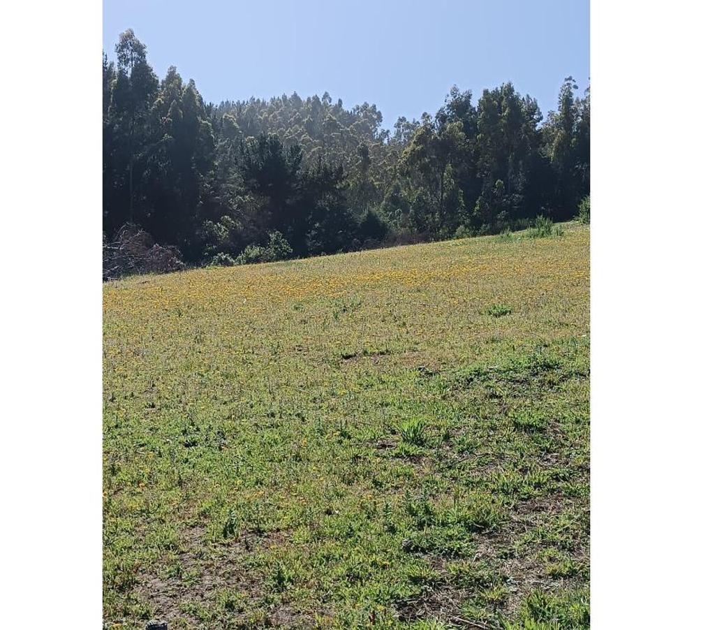 Parcelas en Venta Ñuble Cobquecura - Fotos de PAIHUEN, NEGUINTO, COBQUECURA.
