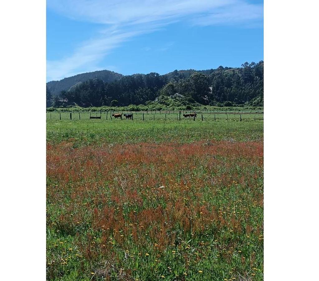 Parcelas en Venta Ñuble Cobquecura - Fotos de LAS GOLONDRINAS, PILICURA, COBQUECURA