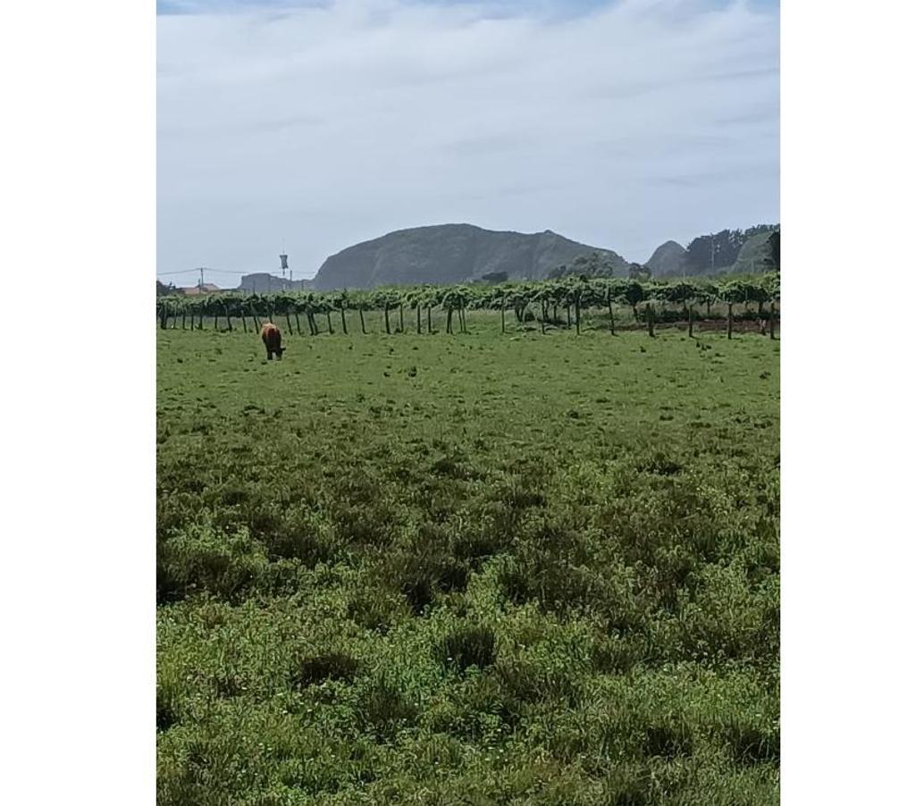 Parcelas en Venta Ñuble Cobquecura - Fotos de LAS GOLONDRINAS, PILICURA, COBQUECURA