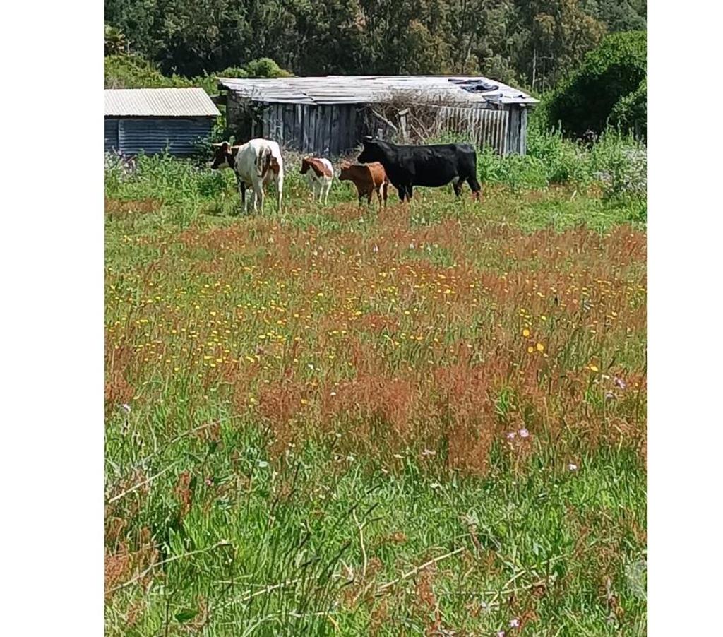 Parcelas en Venta Ñuble Cobquecura - Fotos de LAS GOLONDRINAS, PILICURA, COBQUECURA