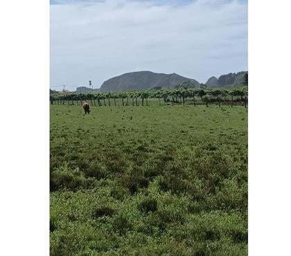 Terrenos en Venta Cobquecura Ñuble - Fotos de LAS GOLONDRINAS, PILICURA, COBQUECURA