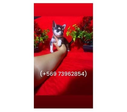 Mascotas en Venta La Cisterna Santiago - Fotos de Hermosa chihuahua