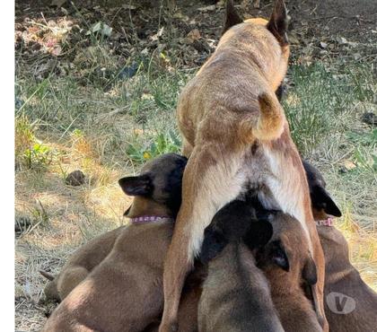 Perros en Venta Talca Talca - Fotos de Pastor malinois